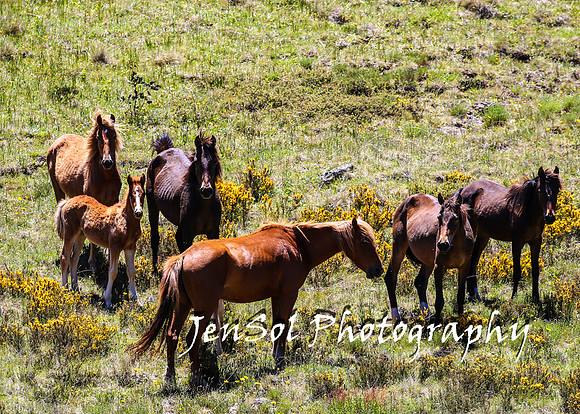 BrumbiesTumutDec17_0279