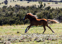 BrumbiesTumutDec17_0072