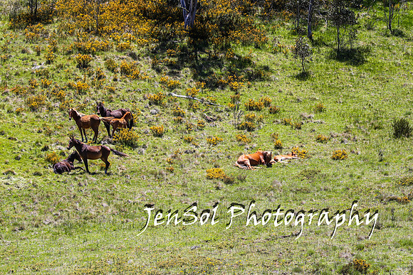 BrumbiesTumutDec17_0213