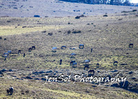 BrumbiesTumutDec17_0052