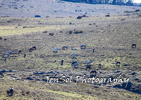 BrumbiesTumutDec17_0052