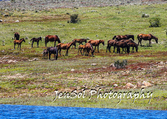 BrumbiesTumutDec17_0311