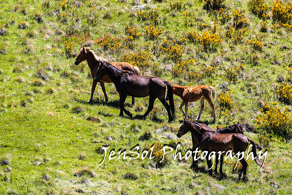 BrumbiesTumutDec17_0226