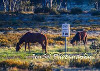 BrumbiesTumutDec17_0005