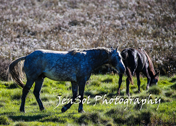 BrumbiesTumutDec17_0039