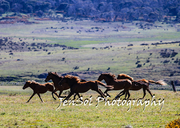 BrumbiesTumutDec17_0064