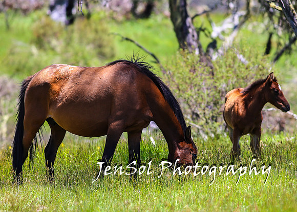BrumbiesTumutDec17_0126