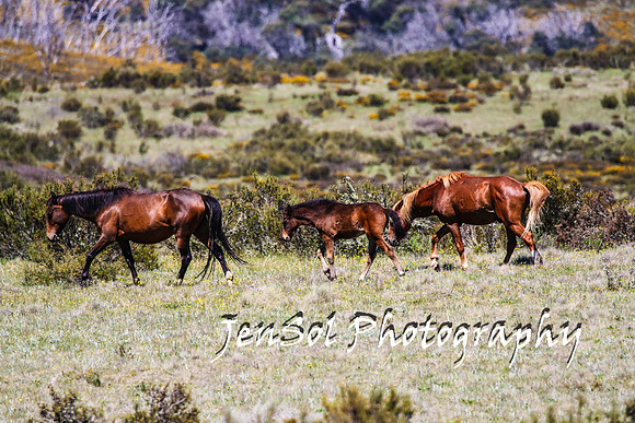BrumbiesTumutDec17_0420