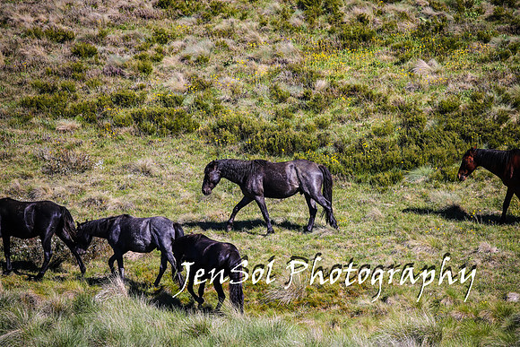 BrumbiesTumutDec17_0490
