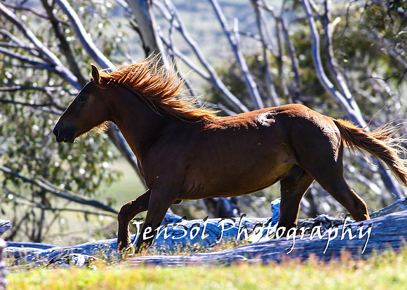 BrumbiesTumutDec17_0101