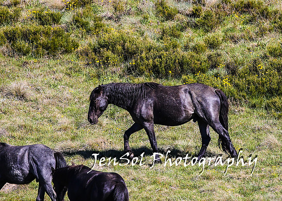 BrumbiesTumutDec17_0489