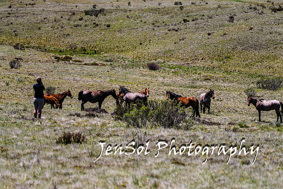 BrumbiesTumutDec17_0156