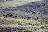 BrumbiesTumutDec17_0051