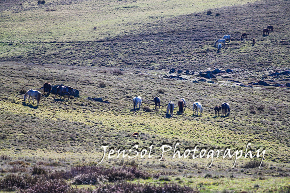 BrumbiesTumutDec17_0051