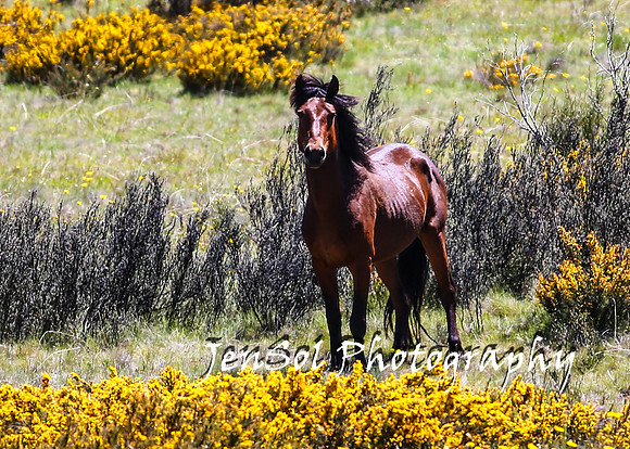 BrumbiesTumutDec17_0119