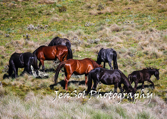 BrumbiesTumutDec17_0516