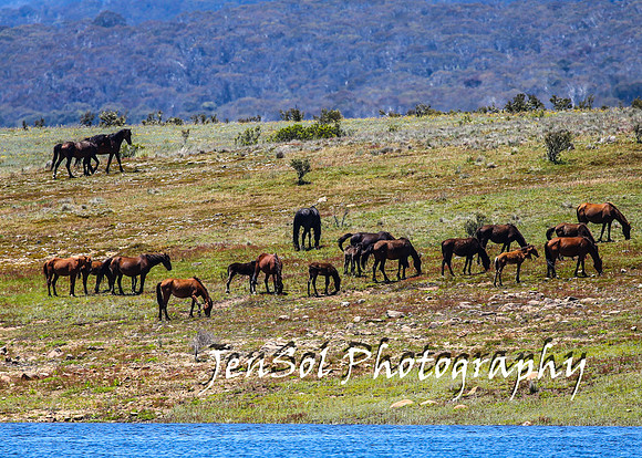 BrumbiesTumutDec17_0307