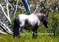 BrumbiesTumutDec17_0125