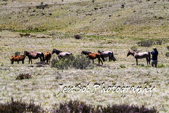 BrumbiesTumutDec17_0153