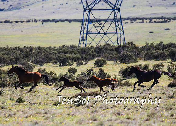 BrumbiesTumutDec17_0074