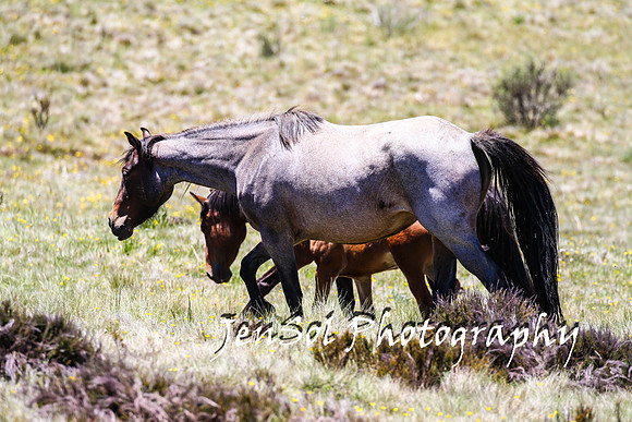 BrumbiesTumutDec17_0199