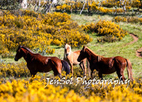 BrumbiesTumutDec17_0055