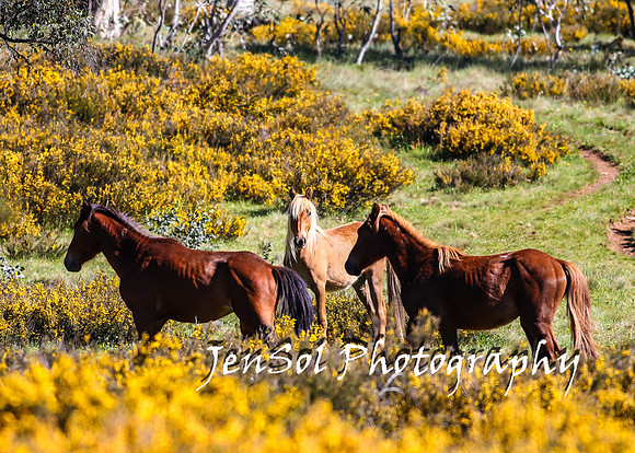 BrumbiesTumutDec17_0055