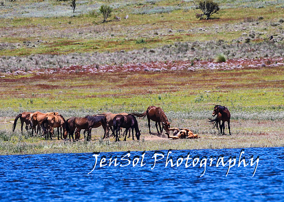 BrumbiesTumutDec17_0334
