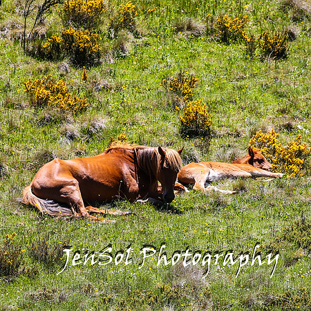 BrumbiesTumutDec17_0215