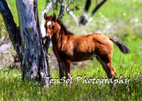 BrumbiesTumutDec17_0122