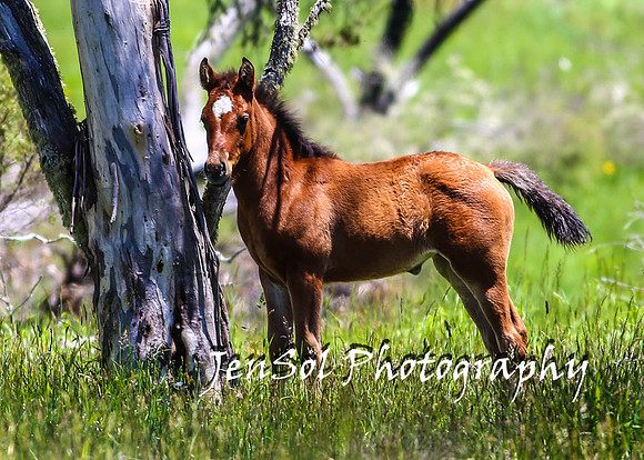 BrumbiesTumutDec17_0122