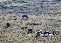 BrumbiesTumutDec17_0050