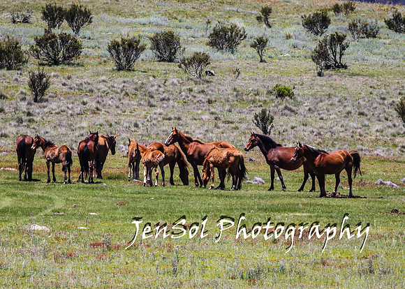 BrumbiesTumutDec17_0309