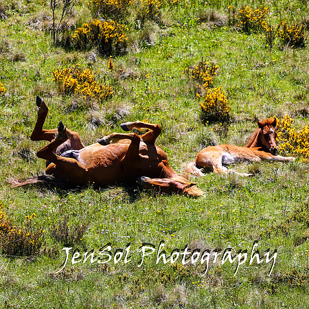 BrumbiesTumutDec17_0243
