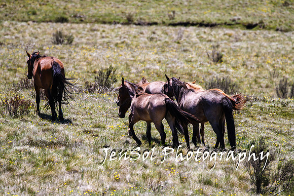 BrumbiesTumutDec17_0207
