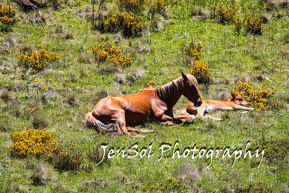 BrumbiesTumutDec17_0228