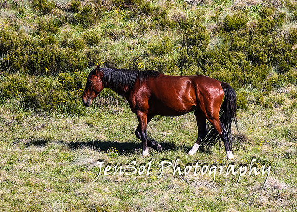 BrumbiesTumutDec17_0491