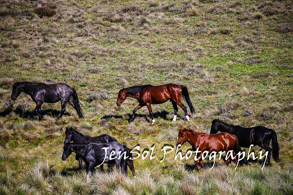 BrumbiesTumutDec17_0504