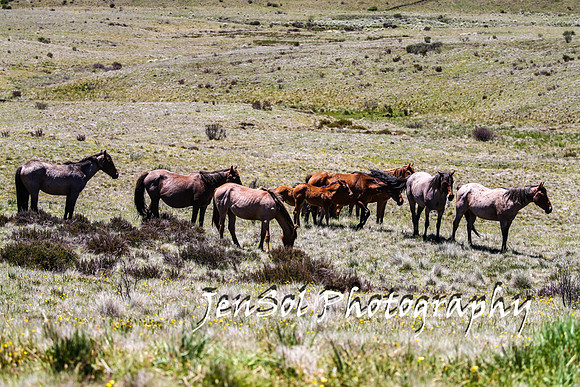 BrumbiesTumutDec17_0163