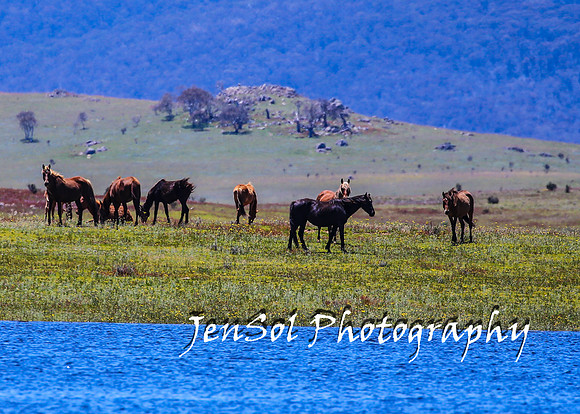 BrumbiesTumutDec17_0302