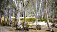 BullocksHillSep19_0007