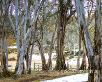 BullocksHillSep19_0002