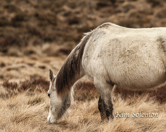 BullocksHillSep19_0298