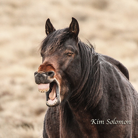 BullocksHillSep19_0547