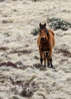 BullocksHillSep19_0024
