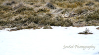BullocksHillSep19_0076