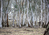 BullocksHillSep19_0006
