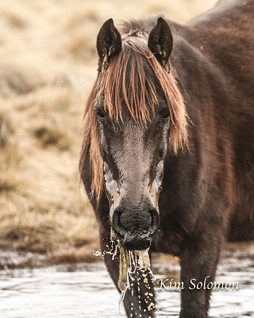 BullocksHillSep19_0406