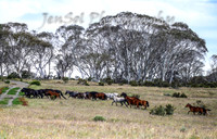MondayBrumbiesPM_0049
