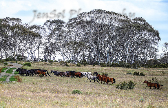 MondayBrumbiesPM_0049